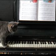 Gray Cat on the Piano