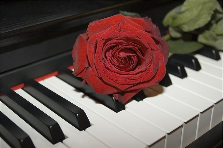 Red Rose on the Grand Piano